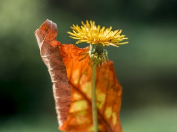 Перші миті осіннього Луцька. ФОТО
