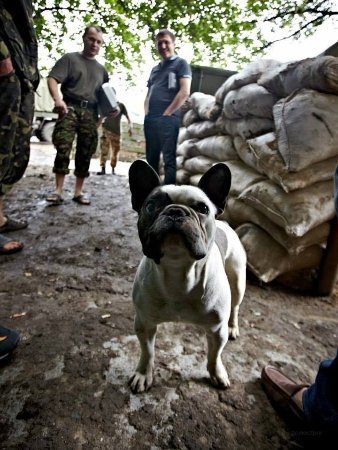 Зворушливі фото з передової: фронтові улюбленці солдатів. ФОТО
