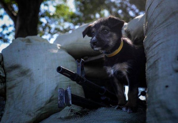 Зворушливі фото з передової: фронтові улюбленці солдатів. ФОТО