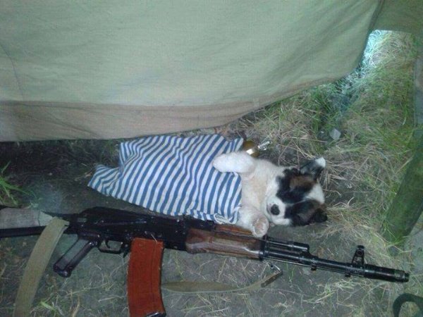 Зворушливі фото з передової: фронтові улюбленці солдатів. ФОТО