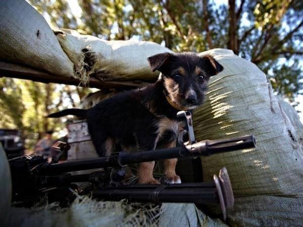 Зворушливі фото з передової: фронтові улюбленці солдатів. ФОТО