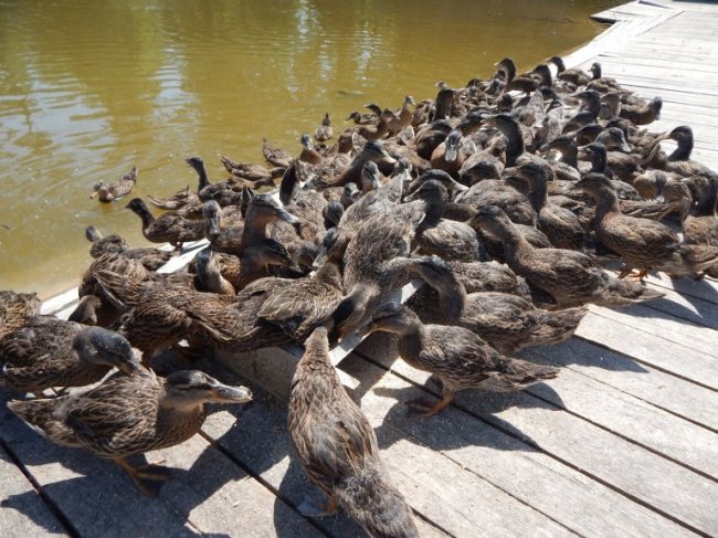 На Волині у дику природу планують випустити понад 2 сотні диких качок. ФОТО