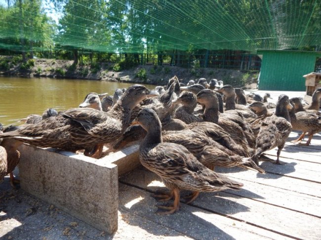 На Волині у дику природу планують випустити понад 2 сотні диких качок. ФОТО