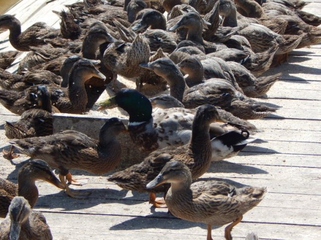 На Волині у дику природу планують випустити понад 2 сотні диких качок. ФОТО