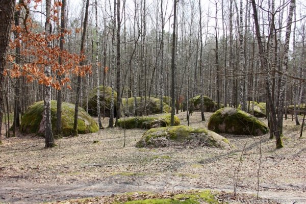 Цікаві відкриття таємничого Полісся. ФОТО