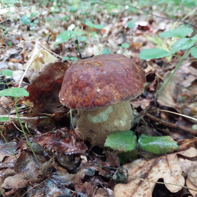 На Волині – у розпалі грибний сезон