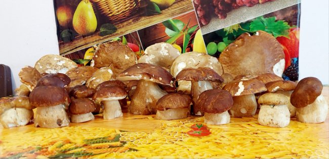 На Волині – у розпалі грибний сезон