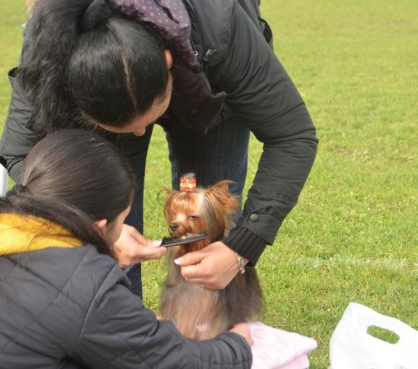 У Луцьку – виставка собак. ФОТО