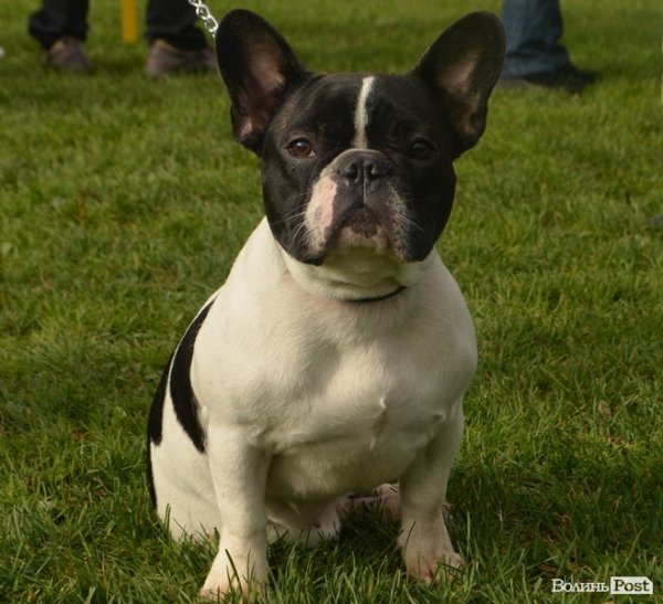 У Луцьку – виставка собак. ФОТО