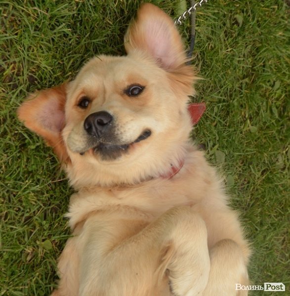 У Луцьку – виставка собак. ФОТО