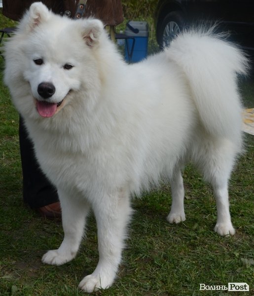 У Луцьку – виставка собак. ФОТО