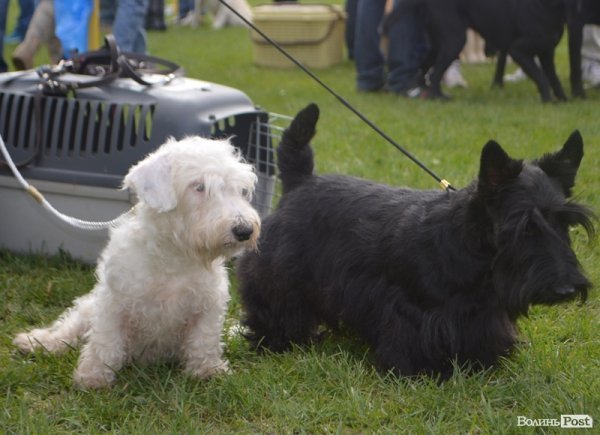 У Луцьку – виставка собак. ФОТО