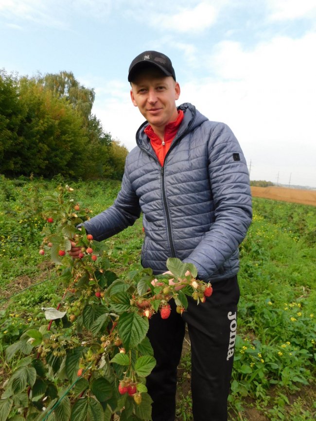 Волинянин вирощує сорт полуниці, яка плодоносить аж до приморозків. ФОТО