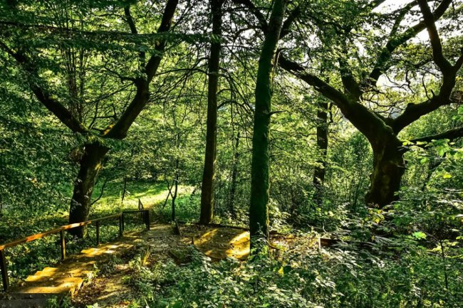 Дивовижні краєвиди волинського нацпарку на світанку. ФОТО