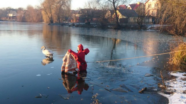 У Луцьку з крижаного полону врятували двох лебедів. ФОТО