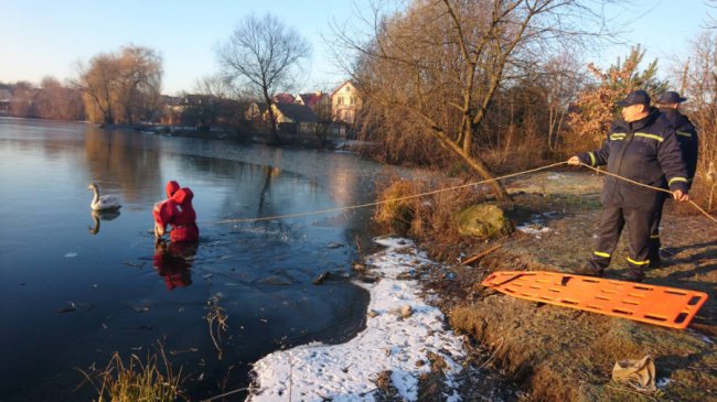 У Луцьку з крижаного полону врятували двох лебедів. ФОТО