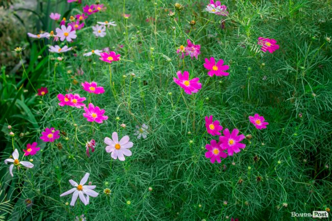 «Хто живе на ЛПЗ, тому у житті везе»: день на луцькому районі контрастів. ФОТО