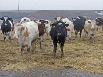 Чоловік використовував «євробляху»  для крадіжки корів на Волині