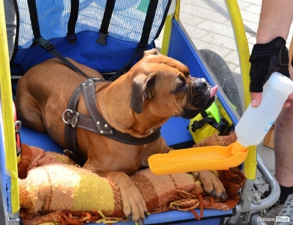 Велодень у Луцьку зібрав більше тисячі людей. ФОТО 