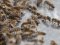 У селі на Волині заявляють про масову загибель бджіл. ВІДЕО