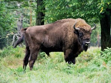 На Волині з’ясовують обставини загибелі зубра