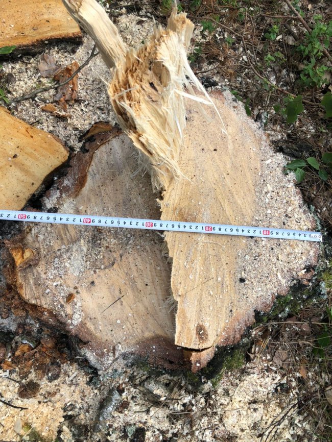 Волинянин незаконно зрізав дерева на території природно-заповідного фонду. ФОТО
