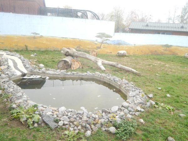 Зоопарк в Замості: погляд з Луцька. ФОТО