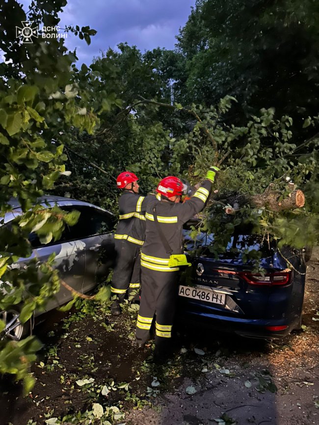 У Луцьку через сильний вітер дерево впало на дві автівки
