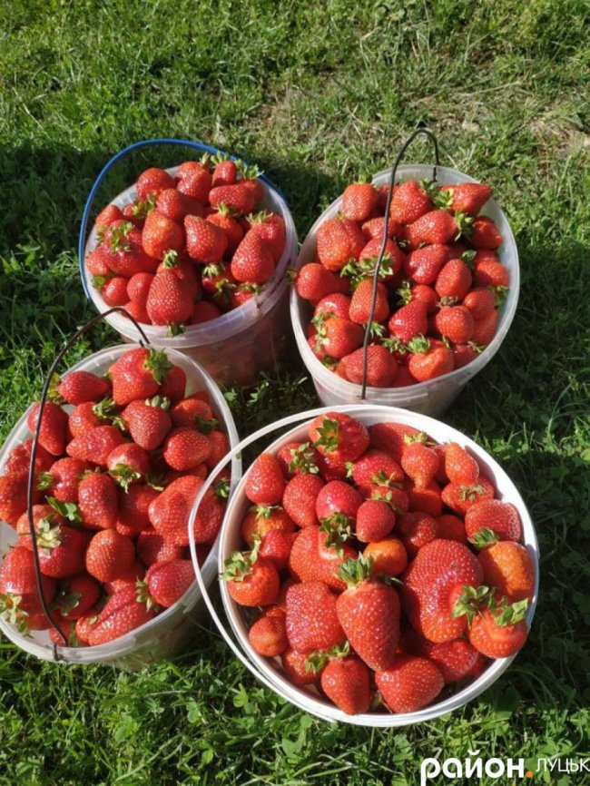 Скільки коштує полуниця та черешня на луцьких ринках