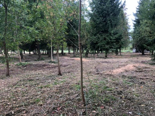 Луцький парк очищають від зарослів. ФОТО