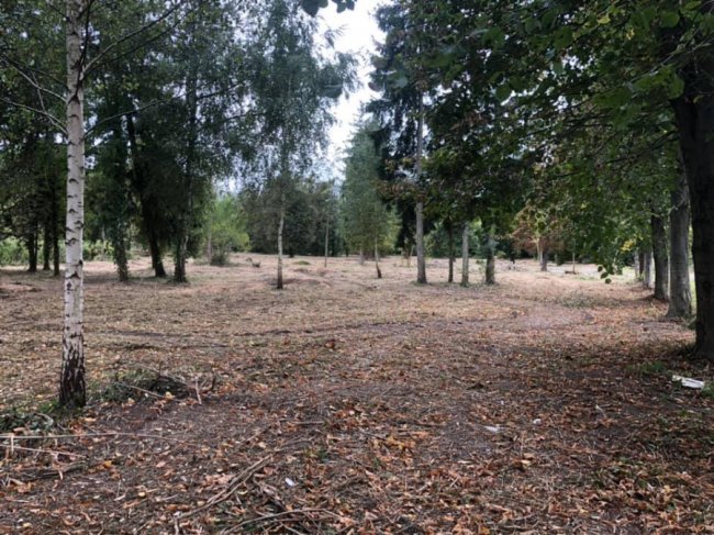 Луцький парк очищають від зарослів. ФОТО