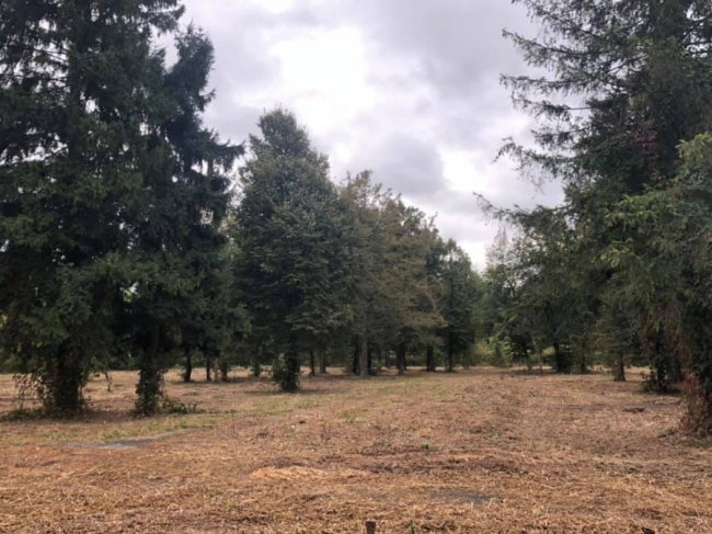 Луцький парк очищають від зарослів. ФОТО