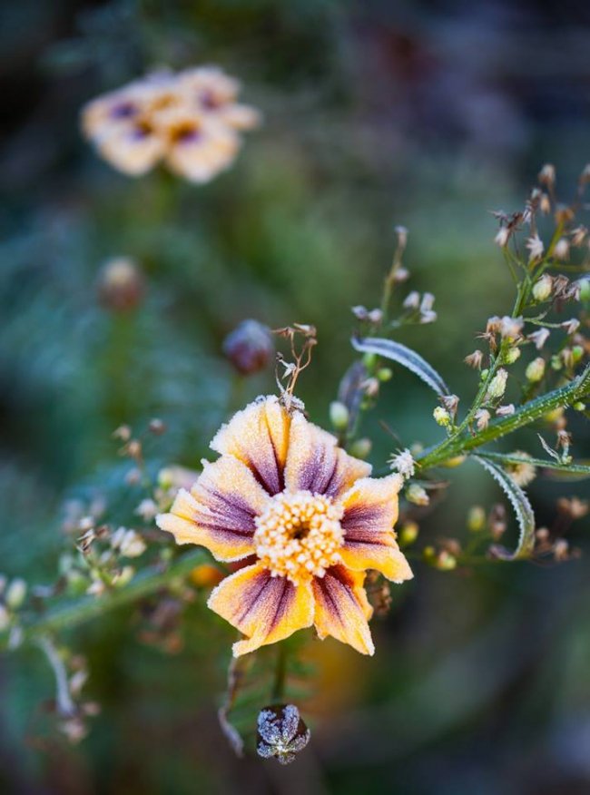 Осіння паморозь: фотограф показала неймовірні світлини волинської природи