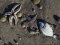 «Екологічна катастрофа»: на узбережжі Камчатки знайшли сотні загиблих морських тварин