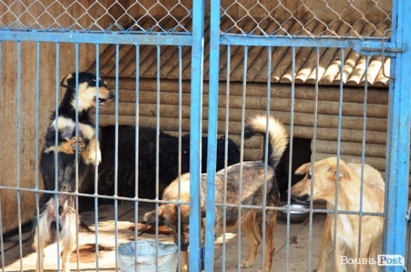 Майже 90% безпритульних тварин Луцька знаходять домівку. ФОТО