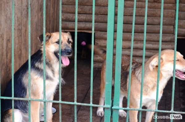 Майже 90% безпритульних тварин Луцька знаходять домівку. ФОТО