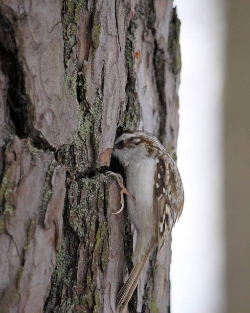 Маленька пташка з великими кігтиками позувала для волинського фотографа