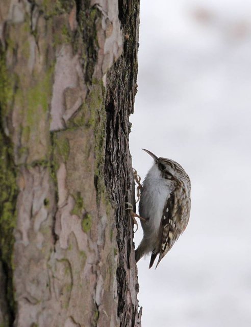 Маленька пташка з великими кігтиками позувала для волинського фотографа