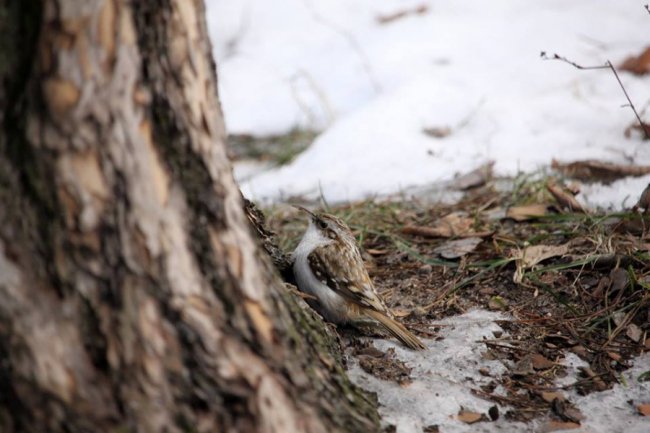 Маленька пташка з великими кігтиками позувала для волинського фотографа
