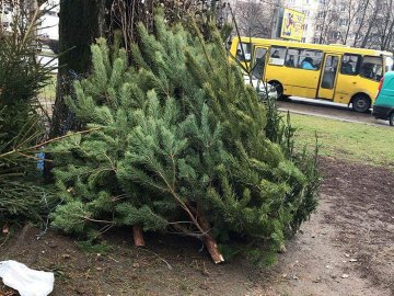 У Луцьку незаконно продавали ялинки