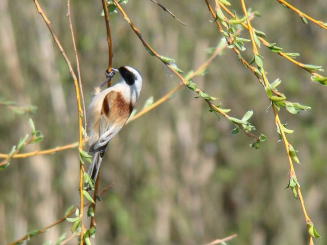 Маленькі і прудкі: пернаті мешканці нацпарку на Волині. ФОТО