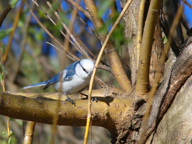 Маленькі і прудкі: пернаті мешканці нацпарку на Волині. ФОТО