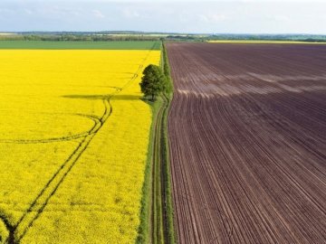 Ринок землі: в яких регіонах найбільш активно купують ділянки та яка ситуація на Волині