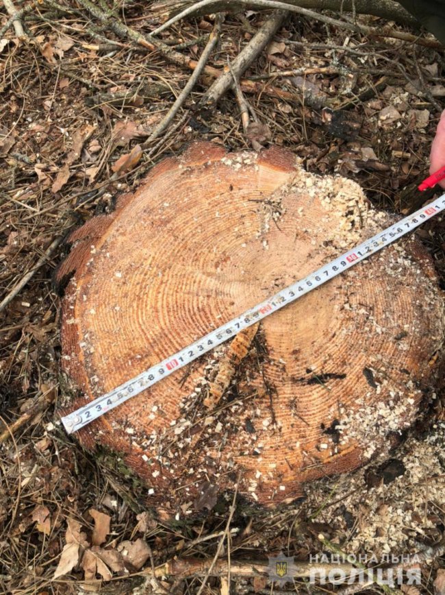 На Волині затримали вантажівку «напаковану» краденими колодами. ФОТО