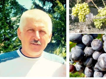 Волинянин вирощує 150 сортів винограду 