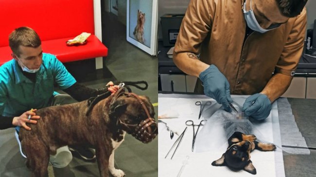 Херсонець у Луцьку відкрив ветеринарну клініку. ФОТО. ВІДЕО