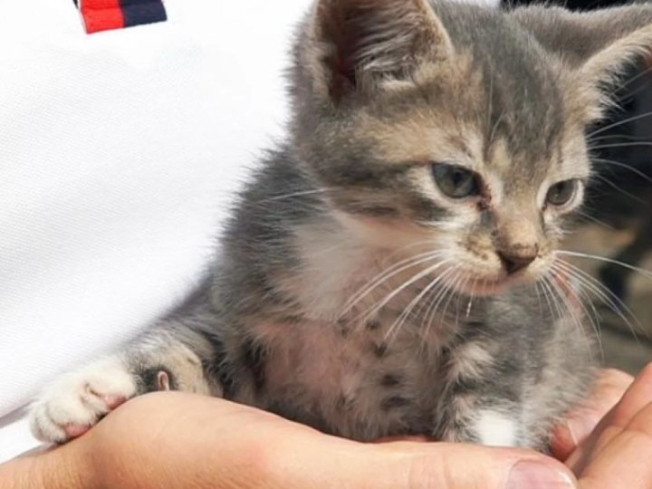 У Луцьку на вулиці знайшли хворе на сказ кошеня: усіх, хто мав з ним контакт, закликають звернутися до медиків