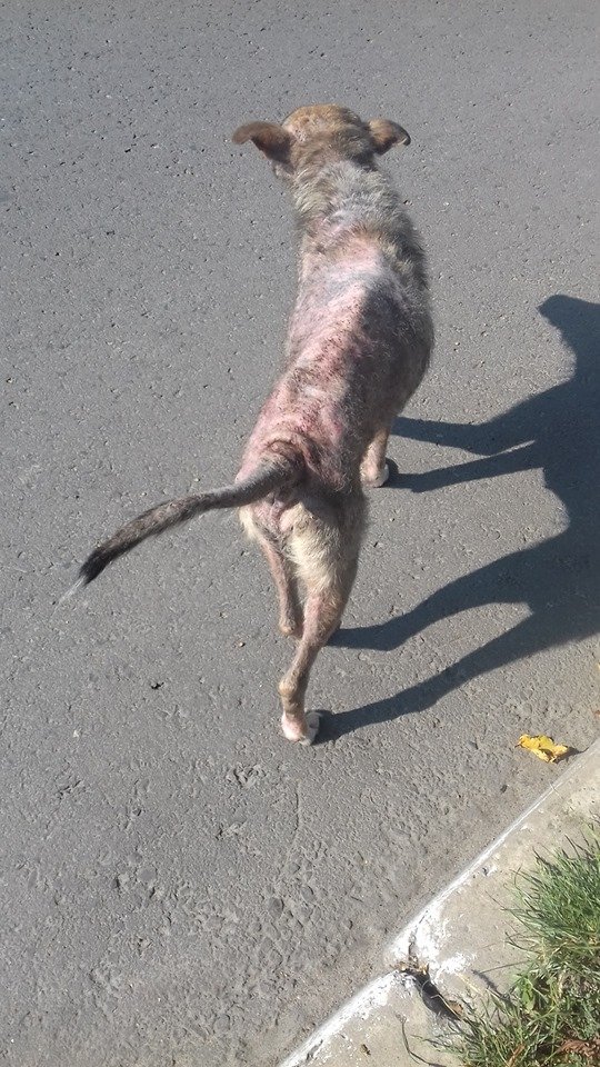 На Волині просять врятувати собаку, яка вже майже повністю без шерсті. ФОТО