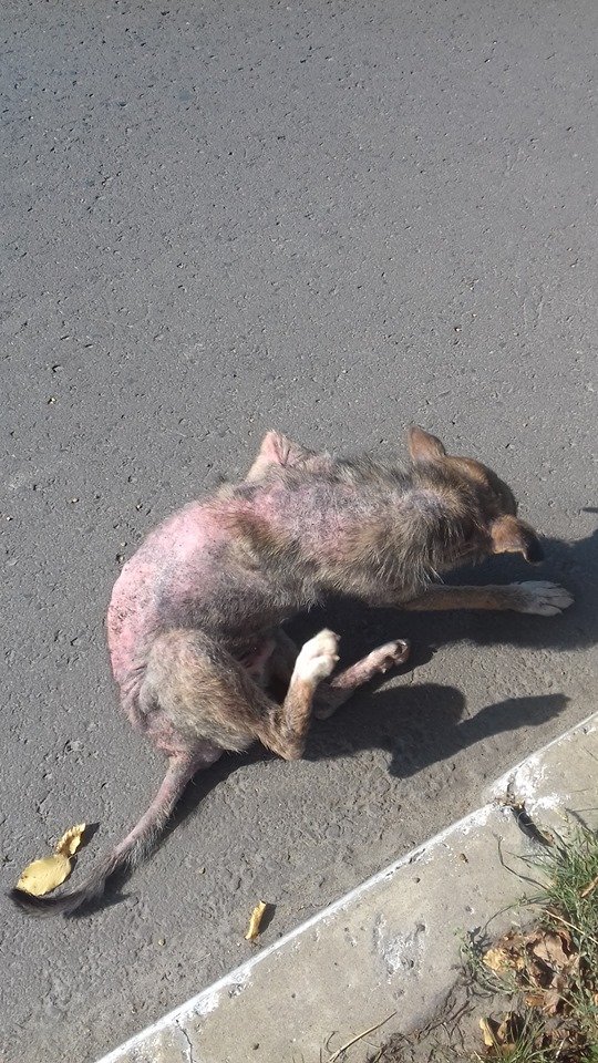 На Волині просять врятувати собаку, яка вже майже повністю без шерсті. ФОТО