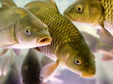 Хлопець на спір  пірнув в акваріум у магазині